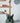 Fender Limited Edition American Ultra II Telecaster- Antique Olive