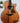 (Used) Taylor 724CE Koa